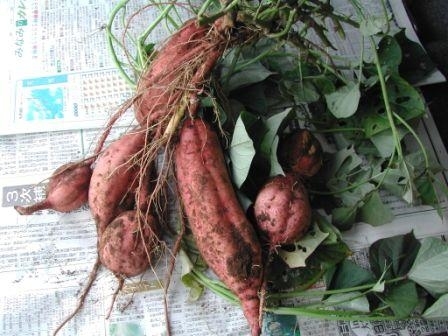 安納芋クラスの甘くて旨くてシャレにならない、焼酎の原料であるサツマイモ「蔓無源氏」〆切まであと１週間です。_d0367608_09531137.jpg